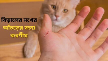 বিড়ালের আঁচড়ে করণীয় কি 1