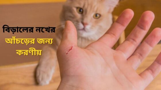 বিড়ালের আঁচড়ে করণীয় কি