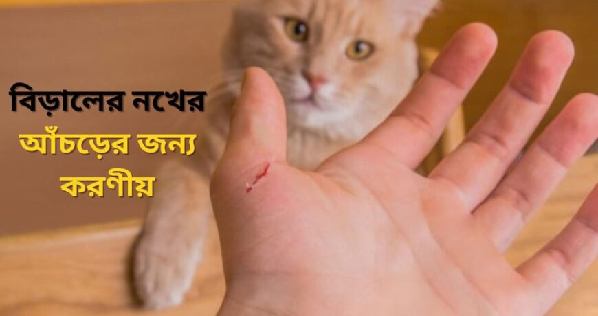 বিড়ালের আঁচড়ে করণীয় কি 1